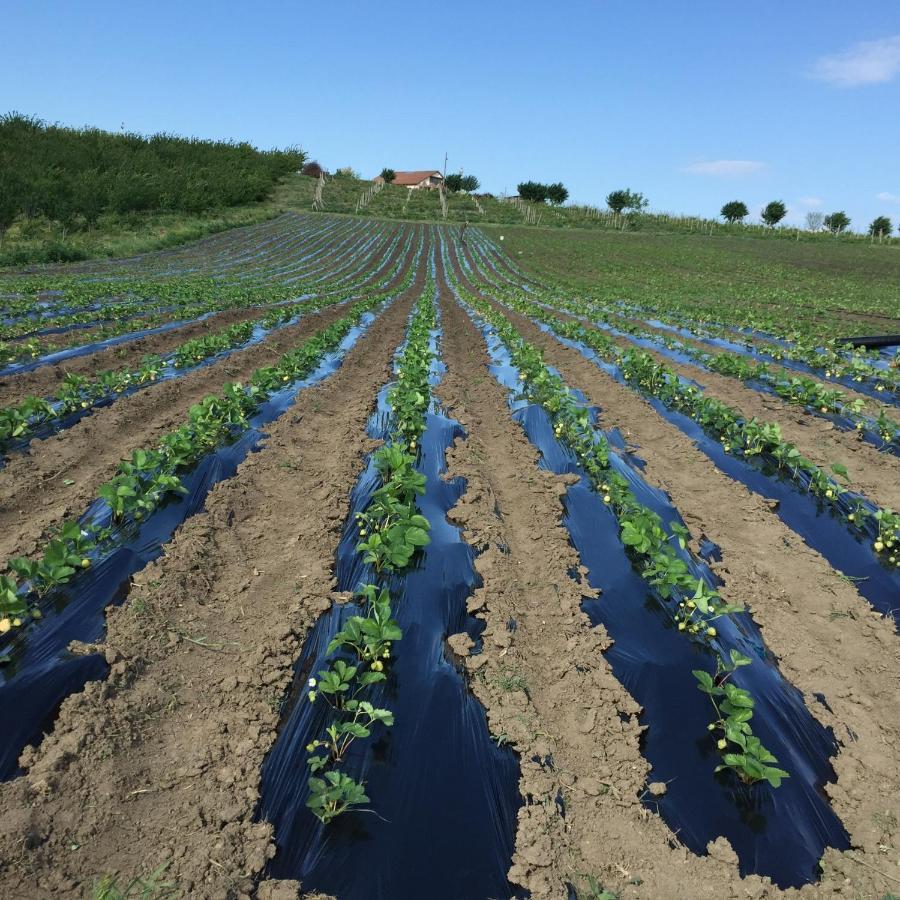 Wineyards Salin Turda Exterior foto